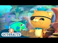 Octonauts The Pirate Parrotfish Full Episode 46 Cartoons For Kids Underwater Sea Education