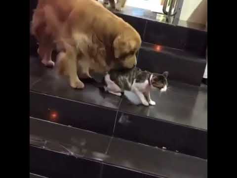 dog love ❤️ with 🐱🐈