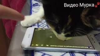 Кошка мурчит и ловит мышей в телефоне! Смешное видео)