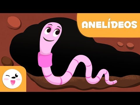 Minhoca e sanguessuga - Os anelídeos para crianças  - Animais invertebrados - Ciências para crianças