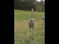 Sand Hill Crane feathers ruffling in Florida wind gusts