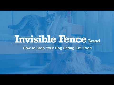 How-To Stop Your Dog Eating Cat Food