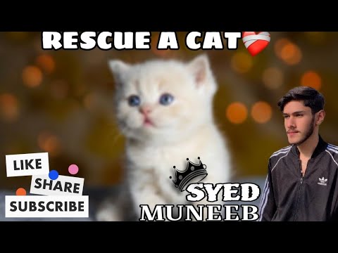 RESCUED A CAT❤️‍🩹 | Thanks for Animal rescue police | Canal Road