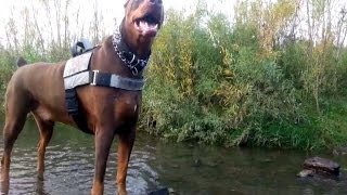 preview picture of video 'Zeus! The Red Doberman & His Cinema Dog Park Buddies, Ancaster Ontario'