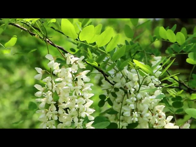 怎么发音sophora Japonica Howtopronounce Com