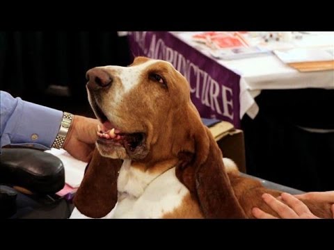 Inside Westminster's Exclusive Dog Spa