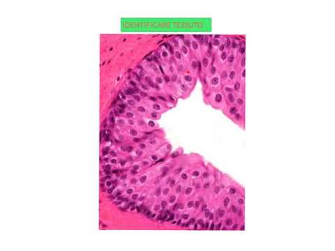 ISTOLOGIA ESERCITAZIONI PARTE 10