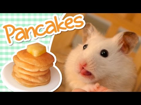 🥞 Pancakes | HAMSTER KITCHEN 🥞 Video