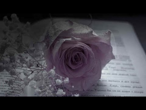 roger subirana | land of silence *one perfect rose*