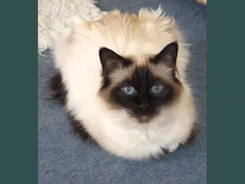 Birman Seal Point | Picture Ideas Of Cats