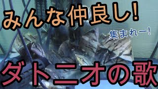 ダトニオの歌を歌ってみた♪　ダトニオ学校、校歌斉唱!【熱帯魚,アクアリウム,古代魚,プラスワン】