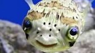 Porcupine puffer fish feeding time wow!!! must see