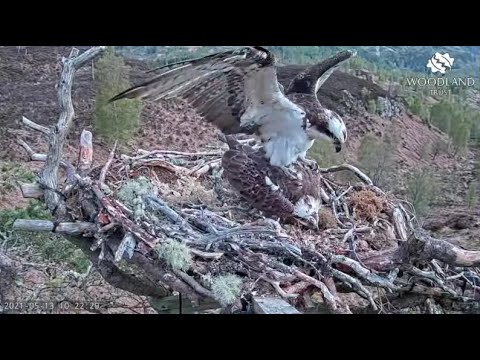 Slightly better mating attempt on the Loch Arkaig Osprey nest 13 May 2021