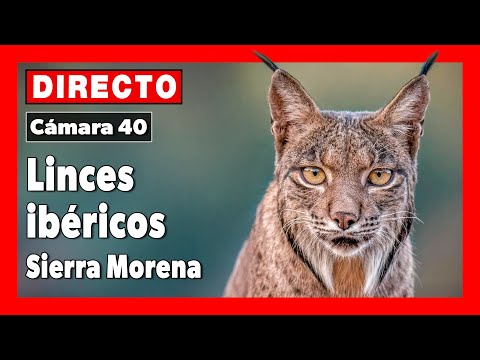 Lince ibérico (Lynx pardinus) 🔴 DIRECTO Sierra Morena (Cámara 40 | Jaén)