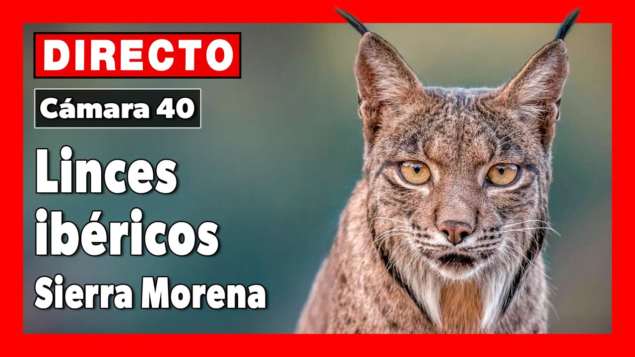 Live webcam view of Cámara del Lince Ibérico