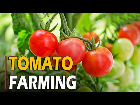 , title : 'How to Grow Tomatoes - Tomato Farming | Tomato Cultivation - Complete Informations'