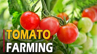 How to Grow Tomatoes - Tomato Farming | Tomato Cultivation - Complete Informations