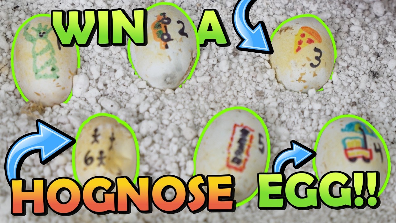 Which Morph Will Hatch? You Could Own It!