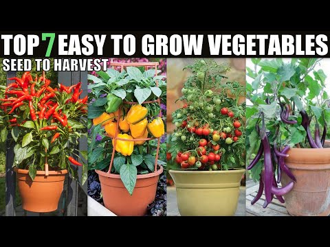 , title : 'Top 7 Vegetables You Can Grow Now | SEED TO HARVEST'