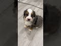 Mini Bernedoodle dogs for sale: Hank - Video 1