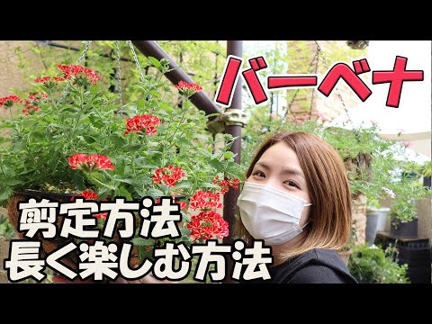 ブエノスアイレスバーベナ、バーベナ・ボナリエンシス