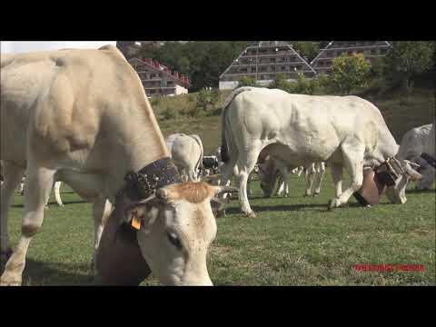 UNA MANDRIA DI MUCCHE AL PASCOLO A PRATO NEVOSO. (CN) 19 - 9 -  2021.