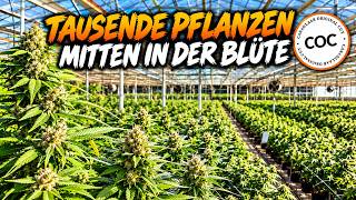 TAUSENDE PFLANZEN MITTEN IN DER BLÜTE! 🌿