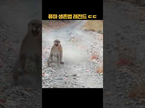 퓨마 생존법 레전드 ㄷㄷ