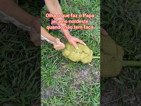 #brejão #pernambuco #nordeste