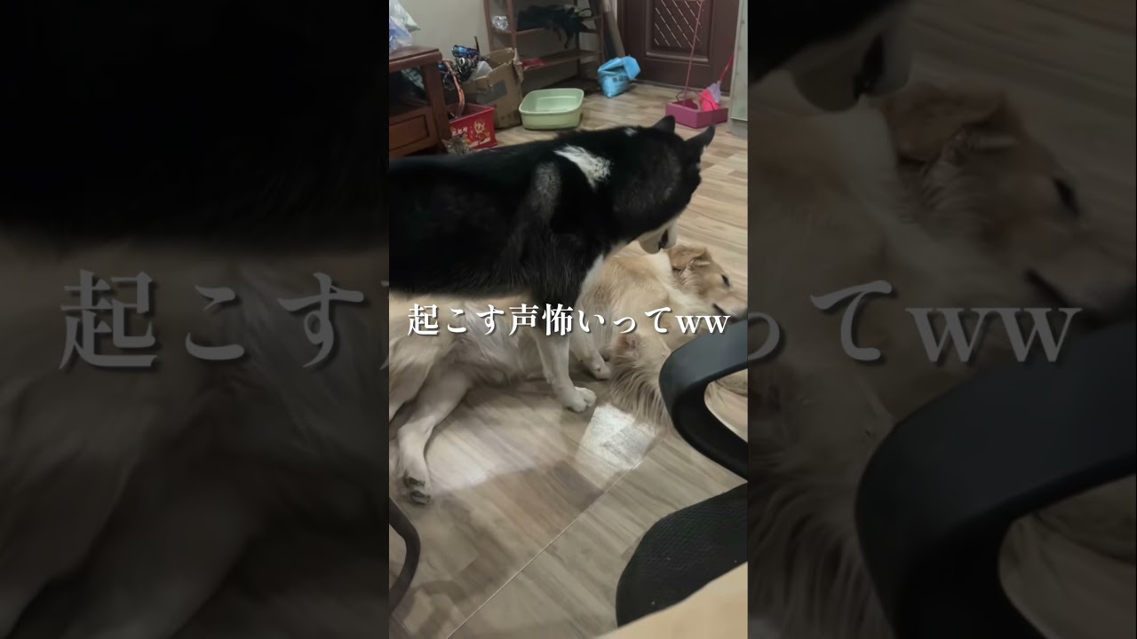 内股シバケン可愛すぎやてwwww
