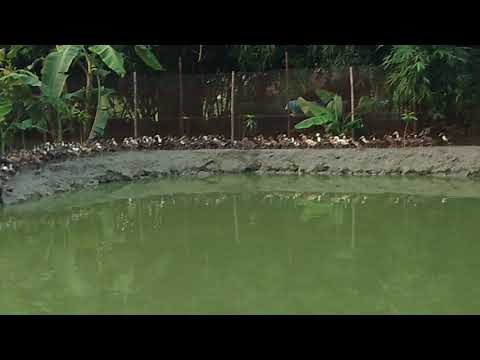 Duck Farm House in Harchanda district Muzaffar Pur by Mohd. Tasleem Khan,