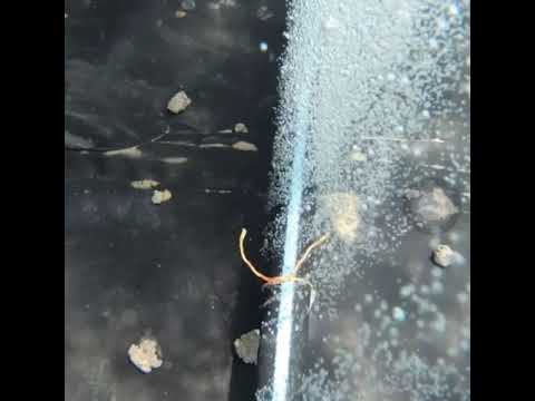 Uses due to oxygen See how shrimp feed is eatenc