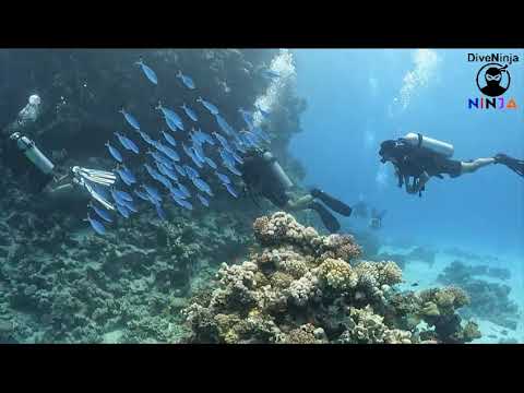 Team Dive Ninja in the Red Sea