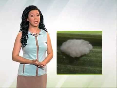 Zelena prognoza, 3.6.2015. - O prisustvu kukuruznog plamenca na području Vojvodine