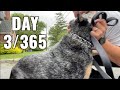 1 Mile Running Challenge With My Dog
