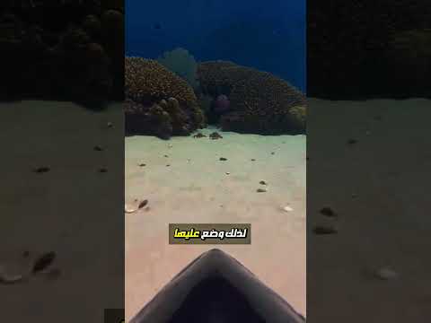 استغرب هدا الشخص في ما فعلته السمكة التونة ؟!🤯🔥