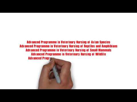 Vet Nurse / Technician Training