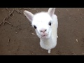 ❤ Cute and Adorable  Baby Alpacas ❤