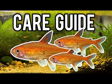 Should YOU get an Ember Tetra? (Care Guide)