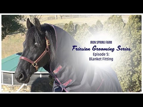 Iron Spring Farm Friesian Grooming Series: Ep. 5 Blanket Fitting