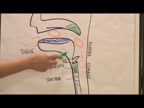 The Anatomy of a Swallow