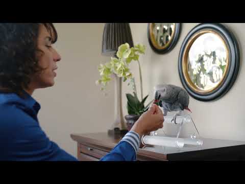 Understanding Bird Nutrition  - ZuPreem