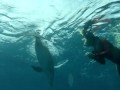Amazing Swim w/Wild Dolphins - Dolphin Whisperers - "Wave after Wave" by Charley Thweatt