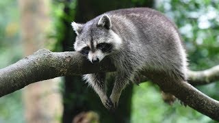 Полиция задержала пьяного енота экстримала (История прикольного кота Тимки)