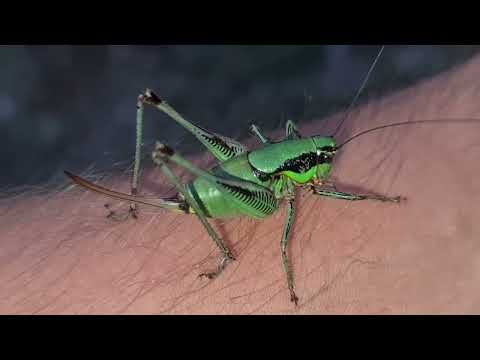 KUKCI OKO NAS--OSREDNJI ZELENI SKAKAVAC SJEDI NA MOJOJ RUCI I ODMARA SE...