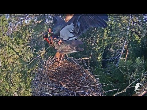 Melnais stārķis~Successful mating~2018/04/08 8:40am