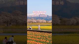 即將滿開! 人生必看一次的日本春天絕景富山縣朝日町 春之四重奏🌸🏔️ #櫻花 #日本