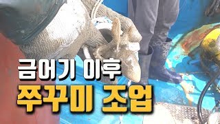 금어기 이후 가을 쭈꾸미단지 조업
