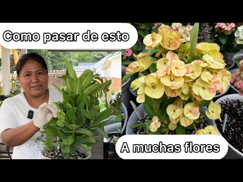 HOW TO PRUNE CROWN OF CHRIST SO THEY GROW AND BLOOM MUCH MORE