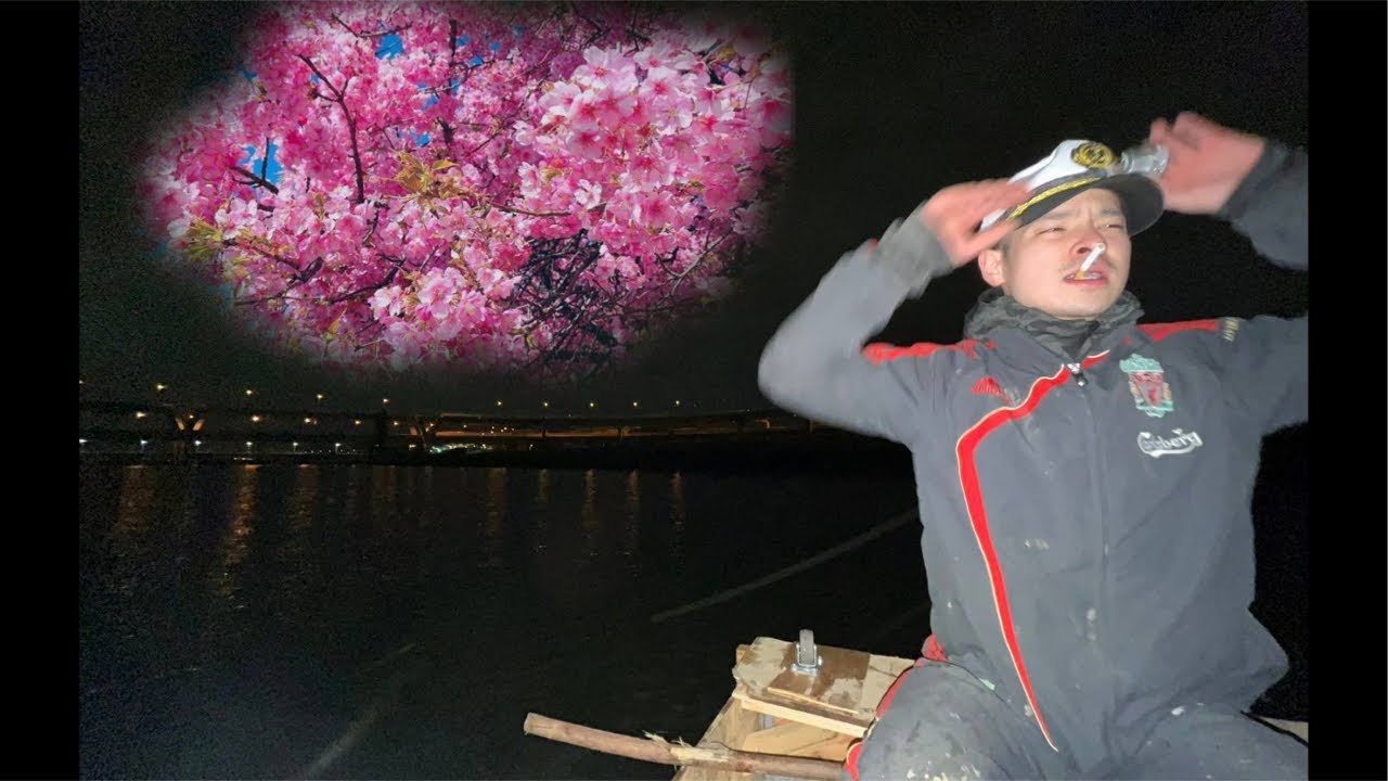 桜はじまりますよ